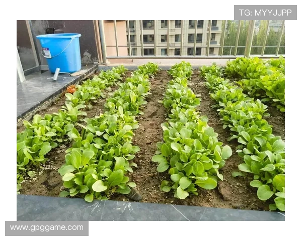 探索白菜网菜园子的种植技巧与美味食谱
